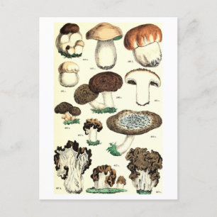 Antike Pilz-Botanik-Postkarte Postkarte