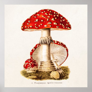 Antike Pilze rote Pilze Schablone 1800er Jahre Poster
