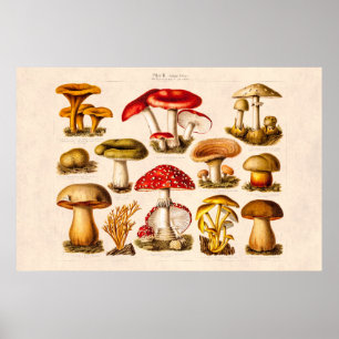 Antike Pilzsorten Rote Pilze aus dem 19. Jahrhunde Poster