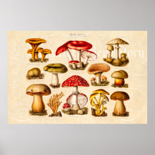Antike Pilzsorten Rote Pilze aus dem 19. Jahrhunde Poster