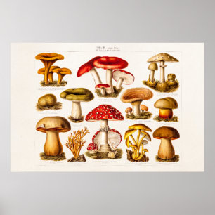 Antike Pilzsorten rote Pilze aus dem 19. Jahrhunde Poster