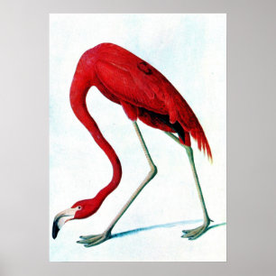 Antike Platte Amerikanischer Roter Flamingo Audubo Poster