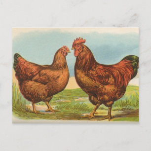 Antike Postkarte mit Rhode Island Red-Huhn