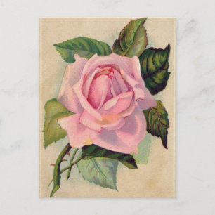 Antike Postkarte mit rosa Rose
