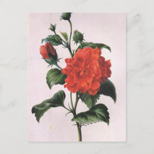 Antike Postkarten mit roten Rosen