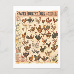 Antike Pratt's Poultry Food Hühnerwerbung Postkarte