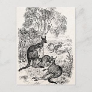 Antike Riesenkängurus Australische Kängurus aus de Postkarte