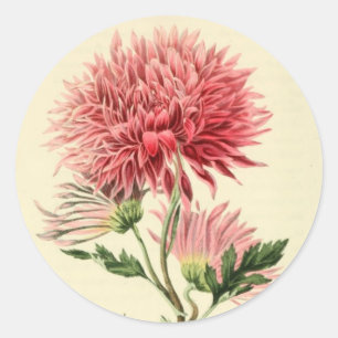 Antike rosa Chrysantheme Runder Aufkleber