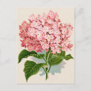 Antike Rosa Hortensie Postkarte