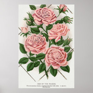 Antike rosa Rose Botanische Cottagecore Kunst Poster