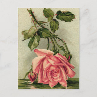 Antike Rosa Rose Postkarte