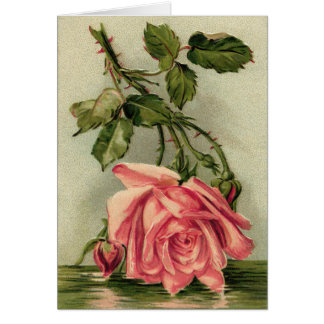 Antike rosa Rosen