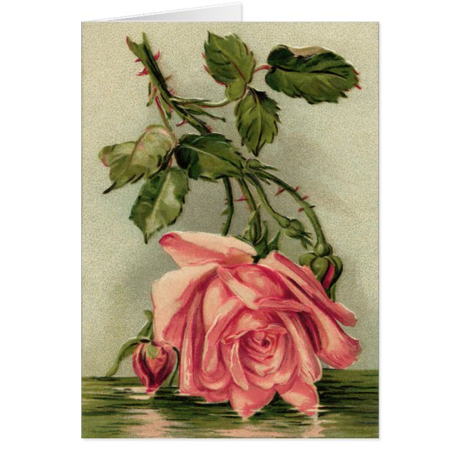 Antike rosa Rosen (Vorne)