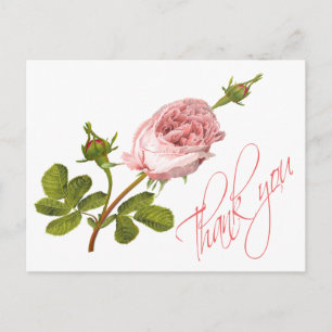 Antike rosa Rosenblüten Hochzeitsrosen Postkarte