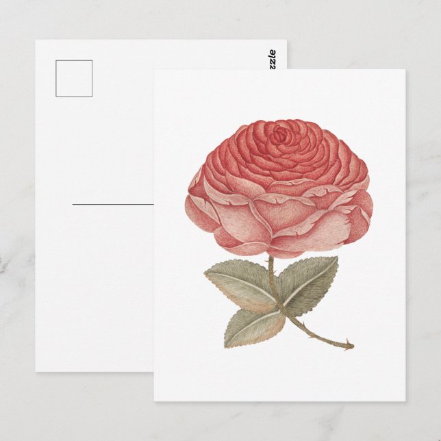 Antike rosa Rosenillustration Postkarte (Vorne/Hinten)
