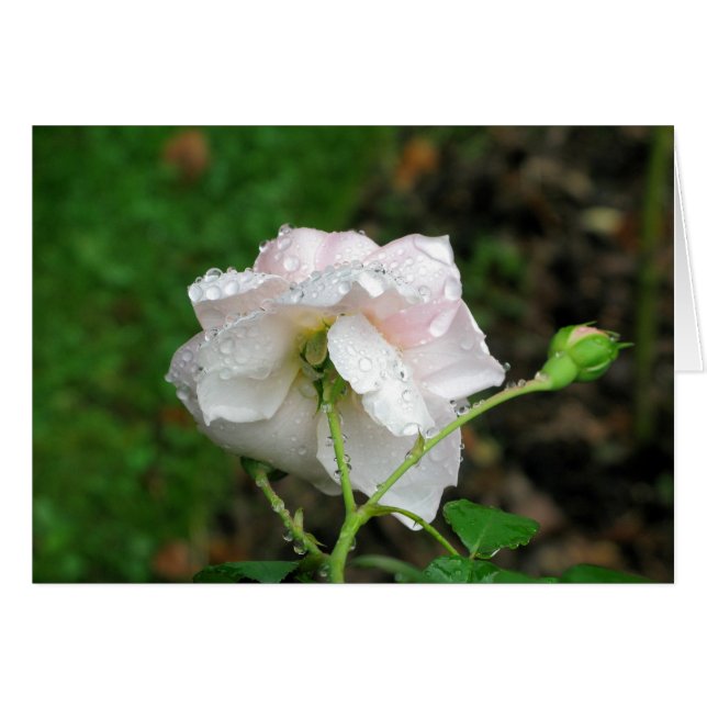 Antike Rose 2 (Vorderseite (Horizontal))