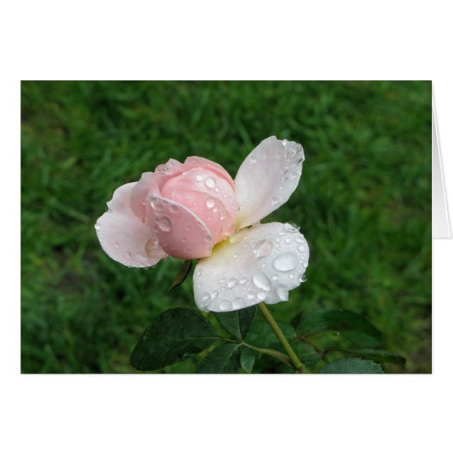 Antike Rose 3 (Vorderseite (Horizontal))