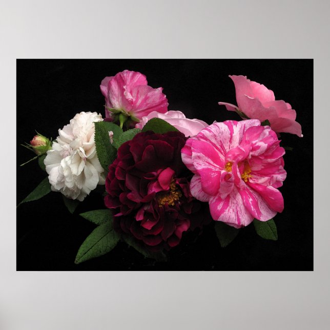 Antike Rose Poster (Vorne)