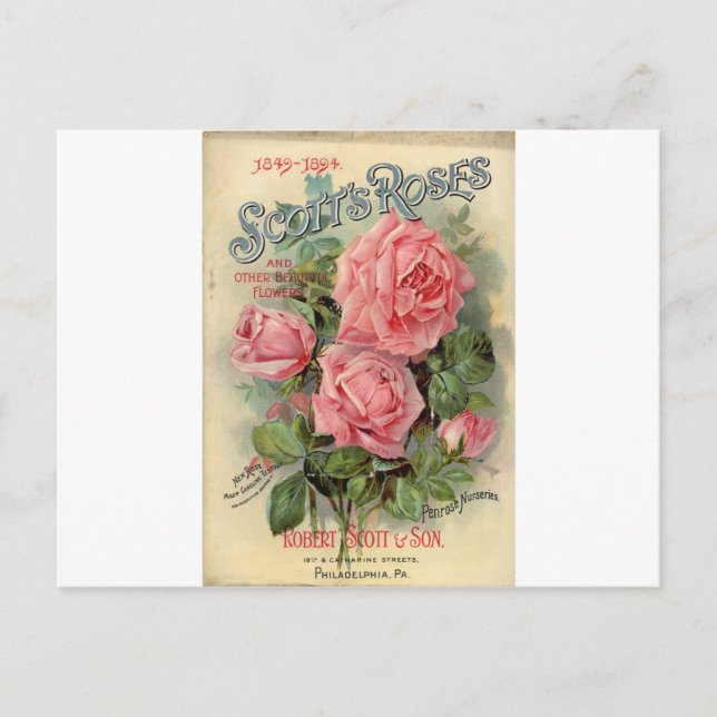 Antike Rose Postkarte (Vorderseite)
