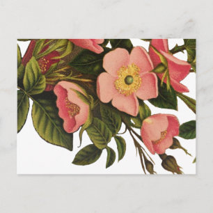 Antike Rosen-Blumen-Kunst-Illustration Zeichnung Postkarte