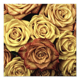 Antike Rosen Fotodruck