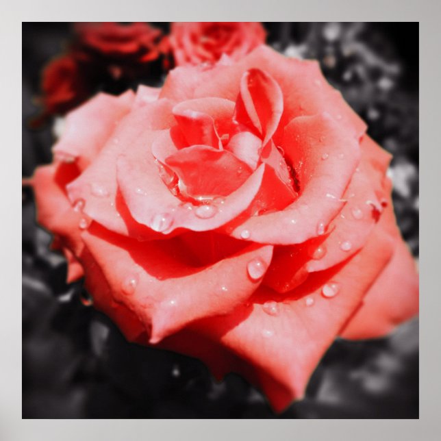 Antike Rosen Poster (Vorne)