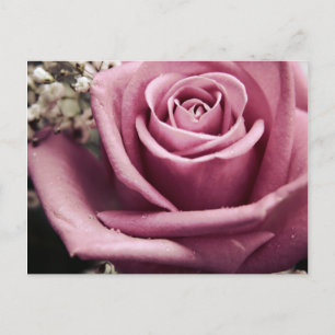 Antike Rosen-Postkarte Postkarte