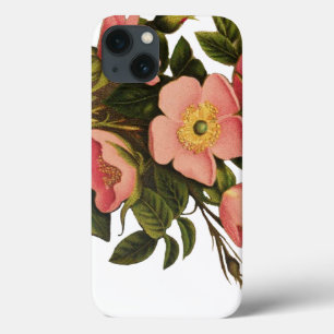 Antike Rosen Schönes Rosa Botanisch iPhone 13 Hülle