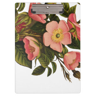 Antike Rosen Schönes Rosa Botanisch Klemmbrett