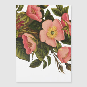 Antike Rosen Schönes Rosa Botanisch Magnetkarte