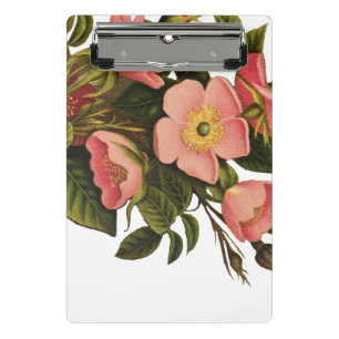 Antike Rosen Schönes Rosa Botanisch Mini Klemmbrett