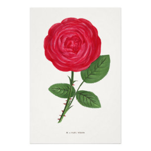 Antike Rosenlithografie, François-Frédéric Grobon Fotodruck