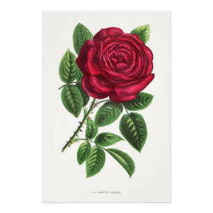 Antike Rosenlithografie, François-Frédéric Grobon Fotodruck