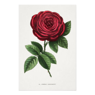 Antike Rosenlithografie, François-Frédéric Grobon Fotodruck