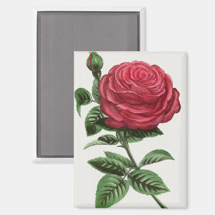Antike Rosenlithografie, François-Frédéric Grobon Magnet