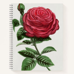 Antike Rosenlithografie, François-Frédéric Grobon Notizbuch