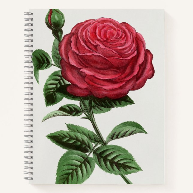 Antike Rosenlithografie, François-Frédéric Grobon Notizbuch (Vorderseite)