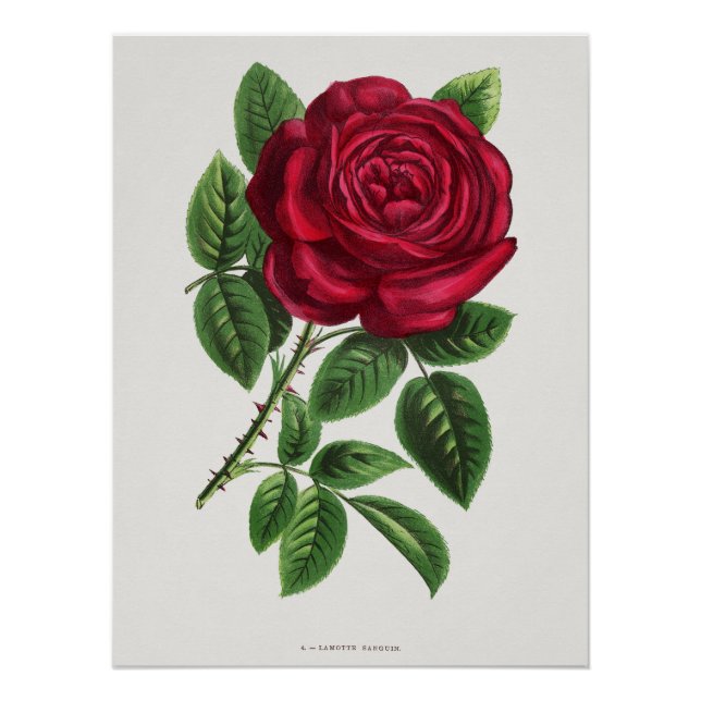 Antike Rosenlithografie, François-Frédéric Grobon Poster (Vorderseite)