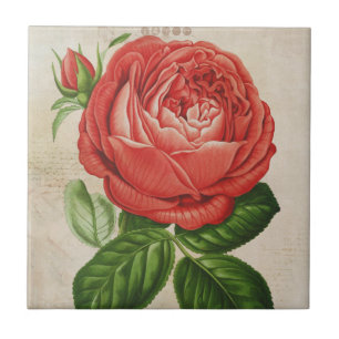 Antike rote Hybrid-Perpetual, Paul-Neyron-Rose Fliese
