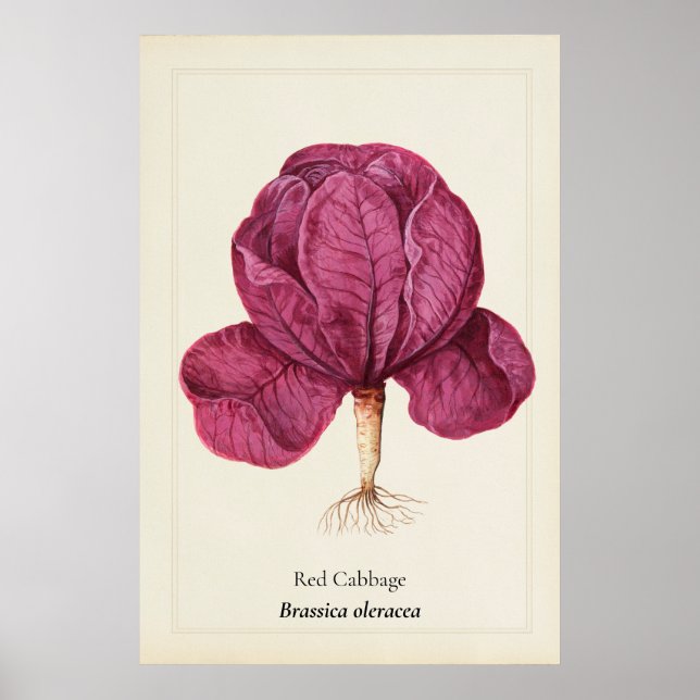 Antike Rote-Kohl-Botanik-Illustrations-Wanddekorat Poster (Vorne)