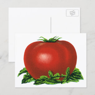 Antike rote reife Tomate, Gemüse und Früchte Postkarte