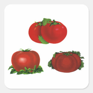 Antike rote reife Tomaten Lebensmittel, Obst, Gemü Quadratischer Aufkleber