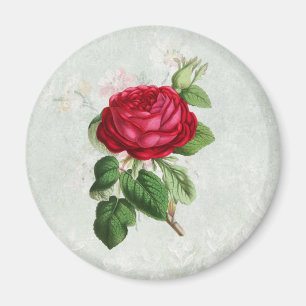 Antike rote Rose mit Laub Magnet