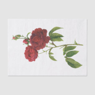 Antike rote Rosen #1 Blumen Florales Seidenpapier