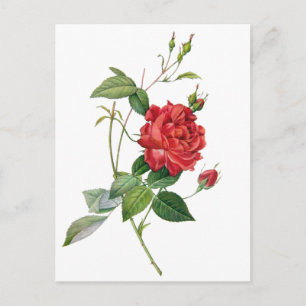Antike rote Rosen-Blumen-Postkarte Postkarte