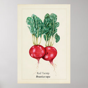 Antike rote Rüben-Botanik-Illustration als Wandkun Poster