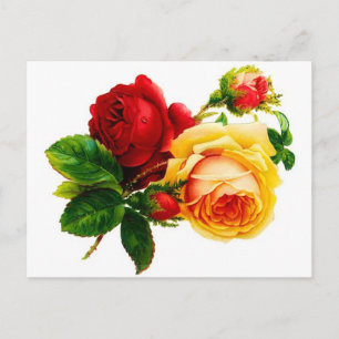 Antike rote und gelbe Rosen Postkarte