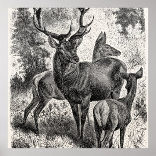 Antike Rotwild-Illustration aus dem 19. Jahrhunder Poster