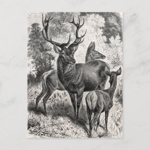 Antike Rotwild-Illustration aus dem 19. Jahrhunder Postkarte