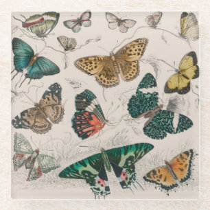 Antike Schmetterlingsillustration: 1820 Goldschmie Glasuntersetzer